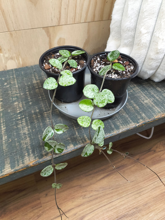 Hoya Mathilde Splash