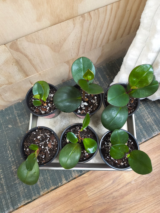 Peperomia Black Knight