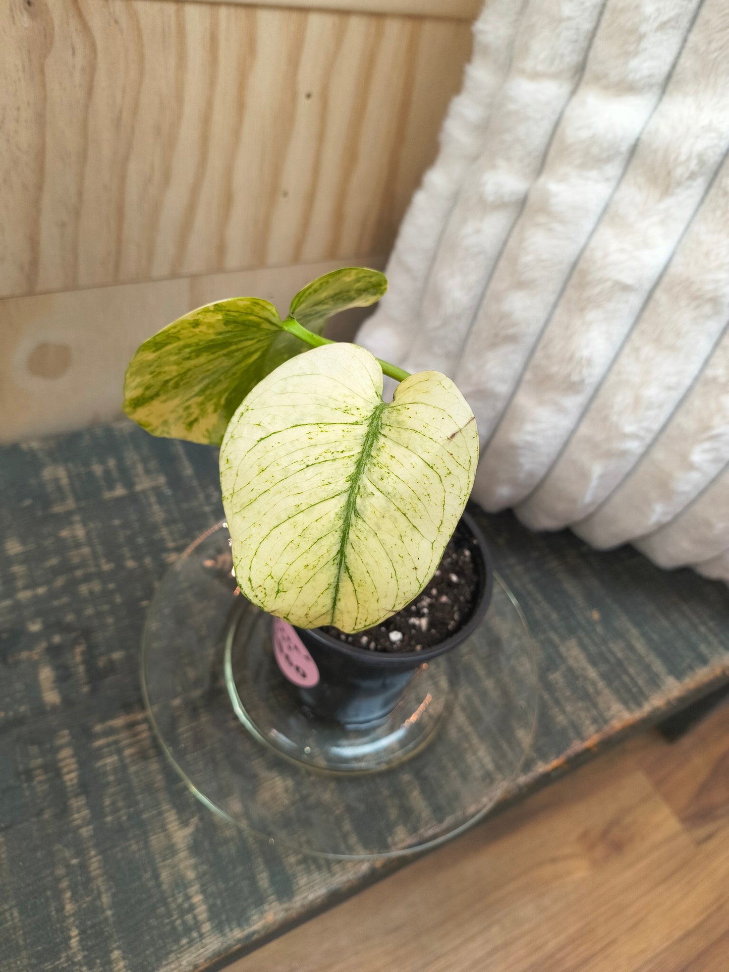Monstera Mint