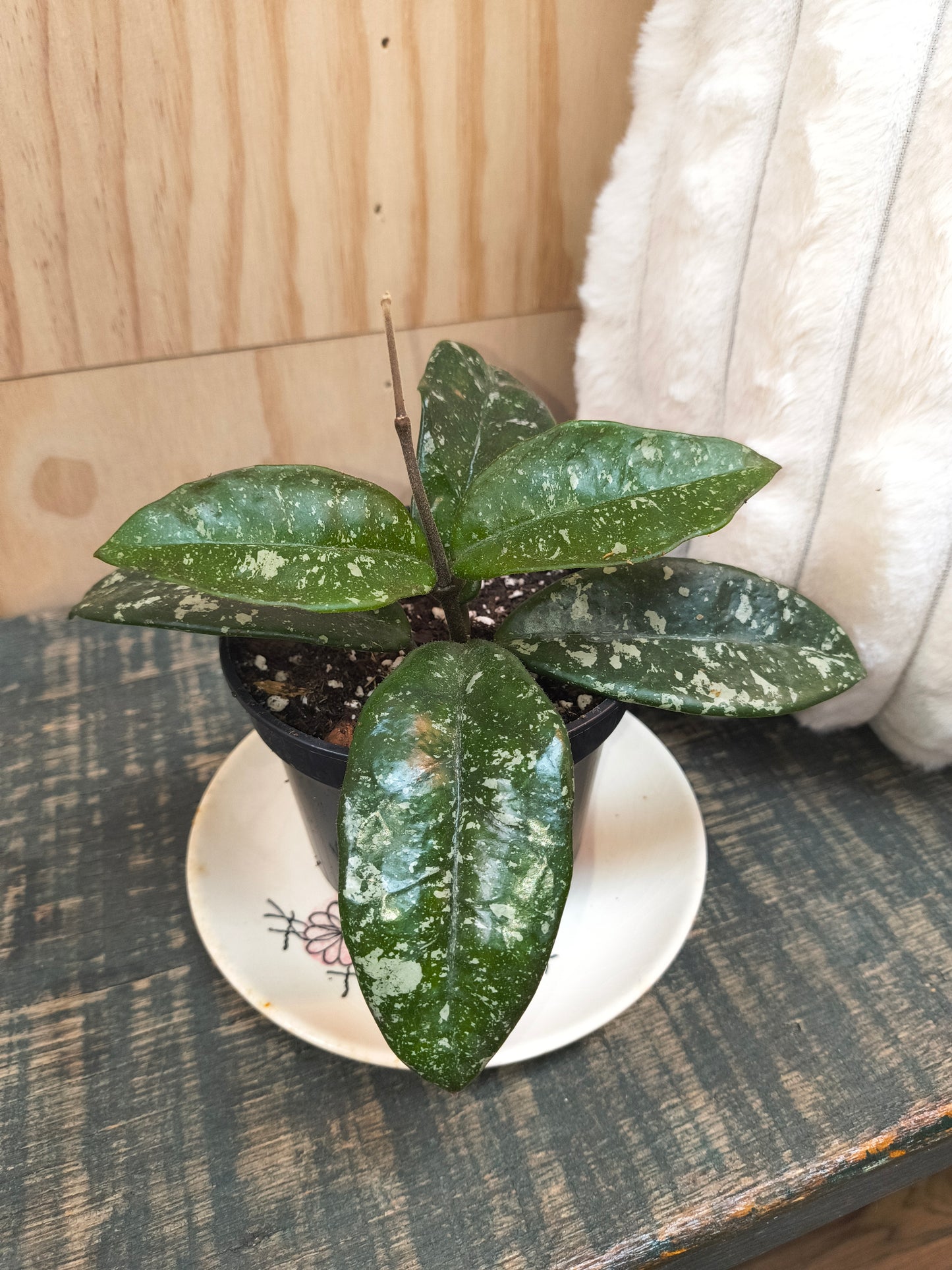 Hoya Heidi