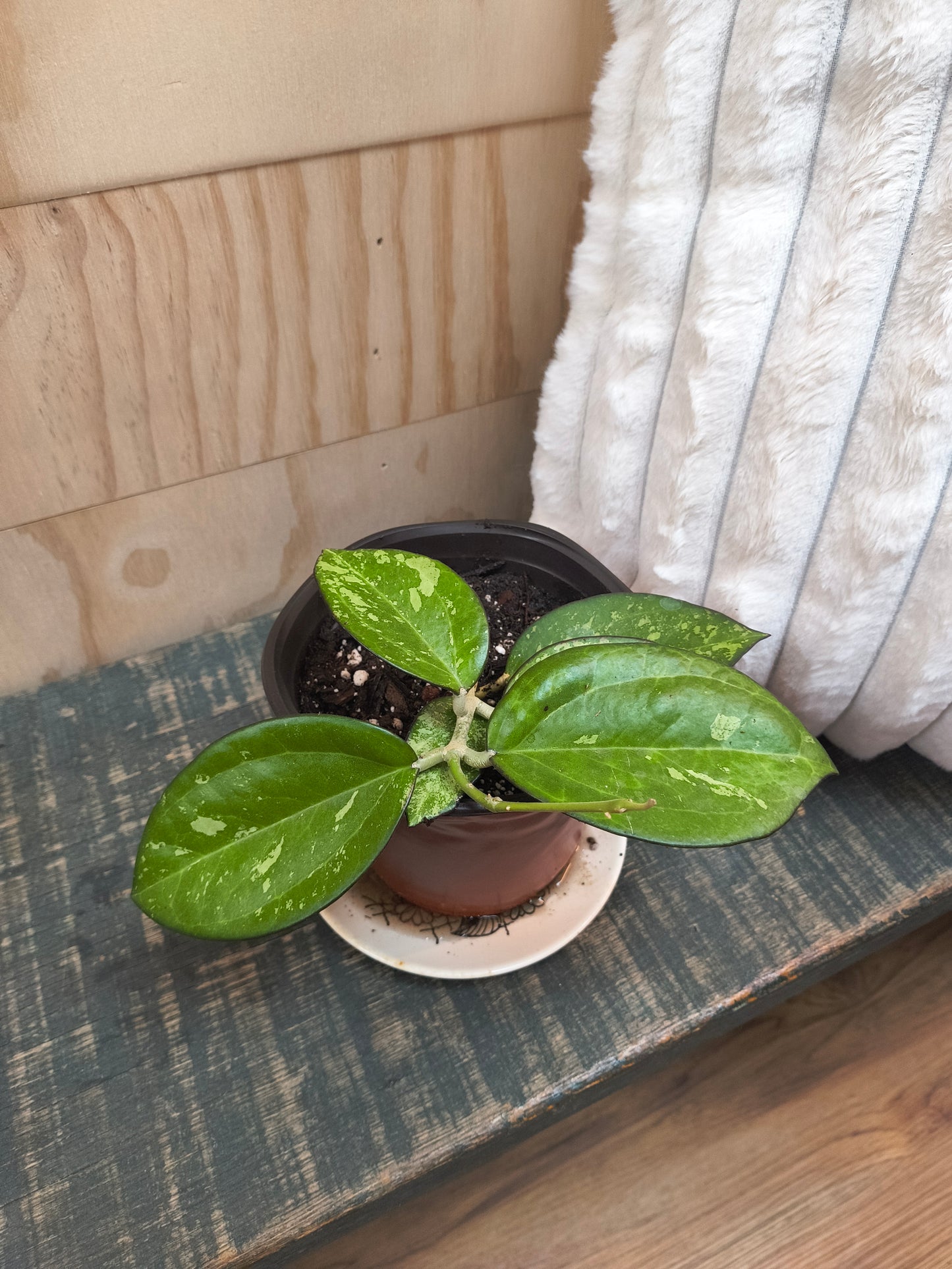 Hoya Patcharawalai 023 Splash