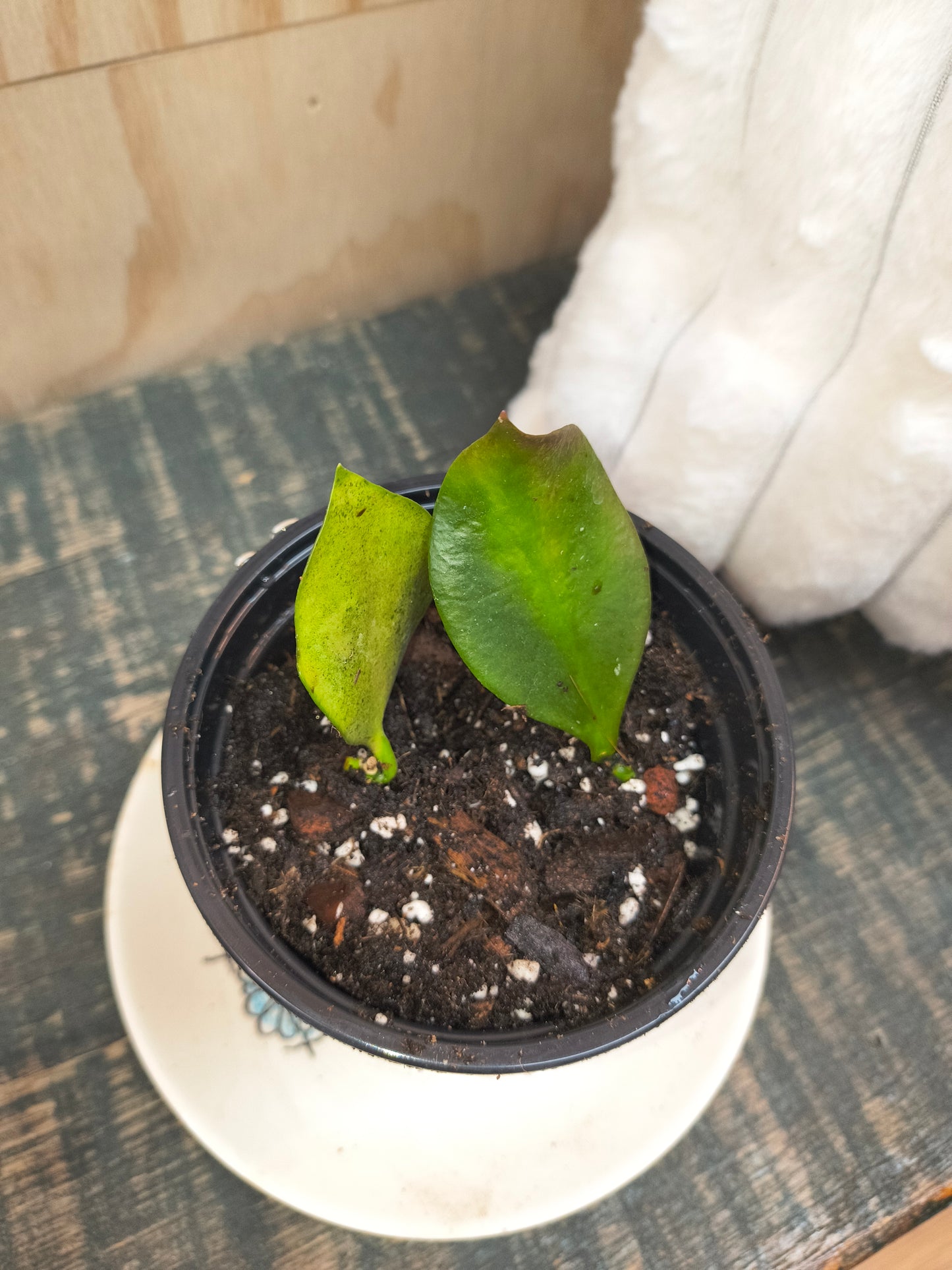 Hoya Pseudo littoralis