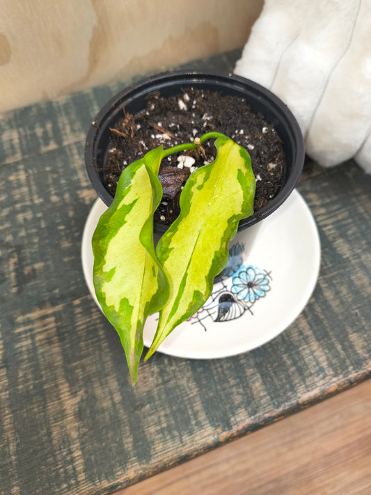 hoya kenejiana