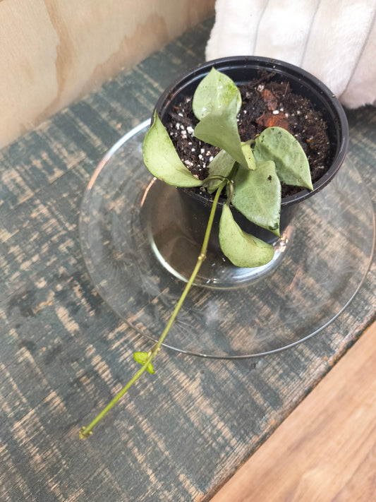 Hoya Lacunosa fendi FN13