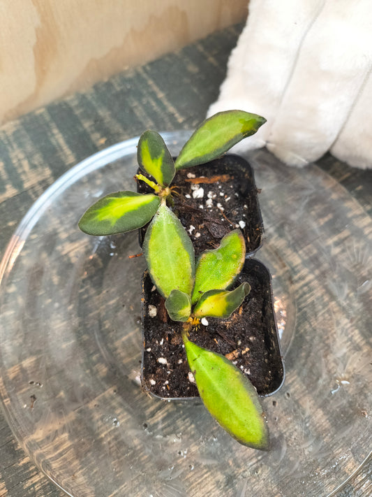 hoya burtoniae variegated