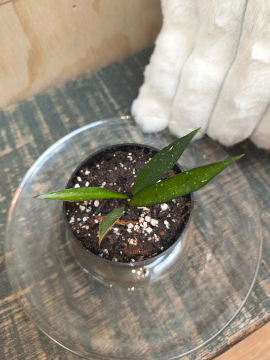Hoya Tanggamus bamboo leaf