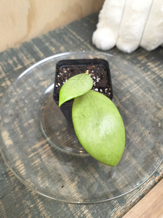 Hoya Erythrostemma Silver