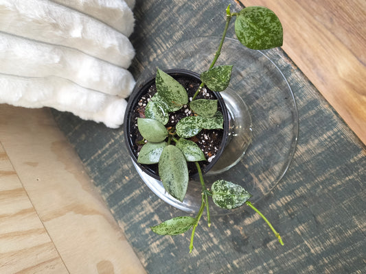 Hoya Lacunosa Silver Flame