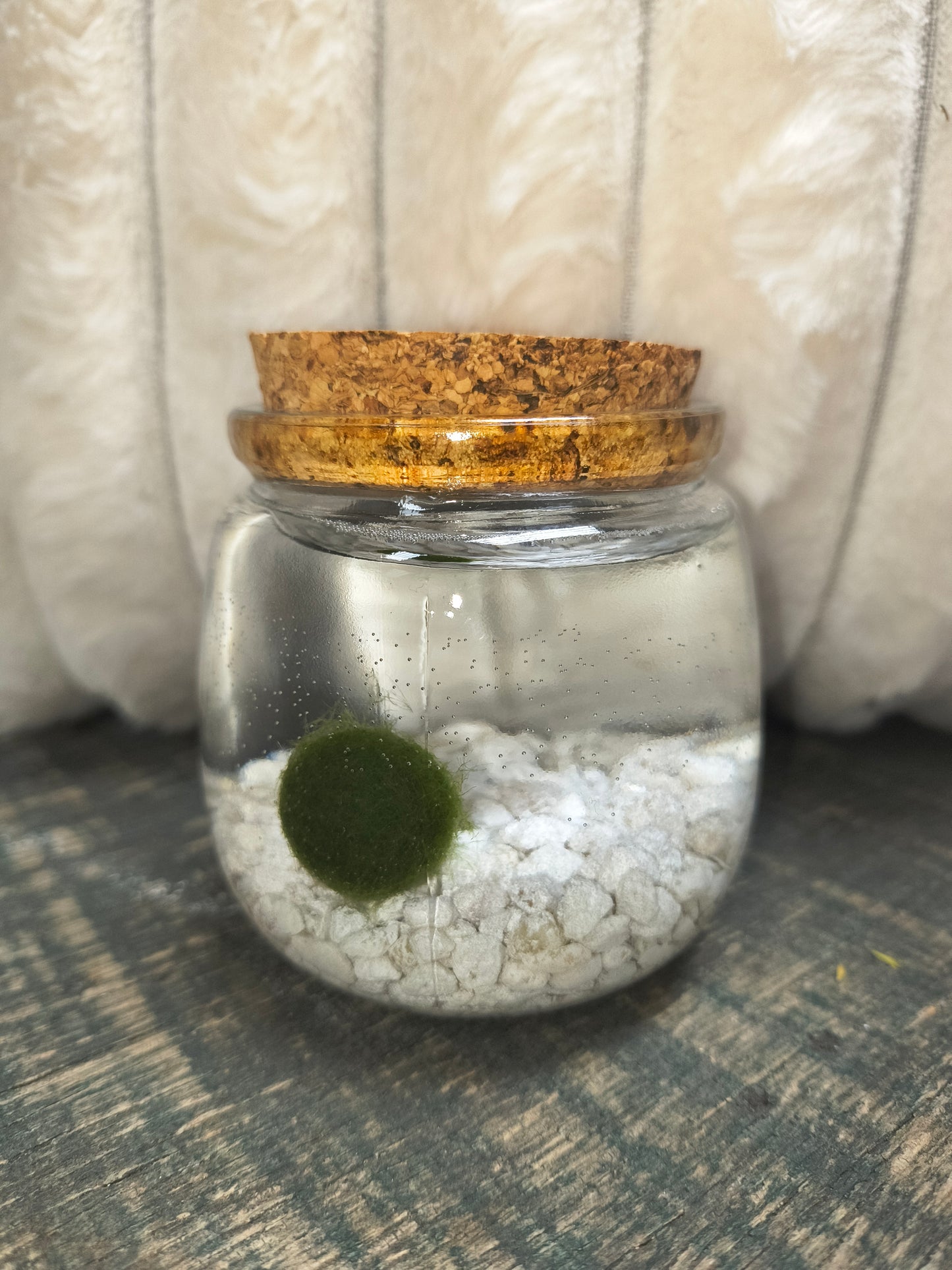 Moss Amigos- Chico
