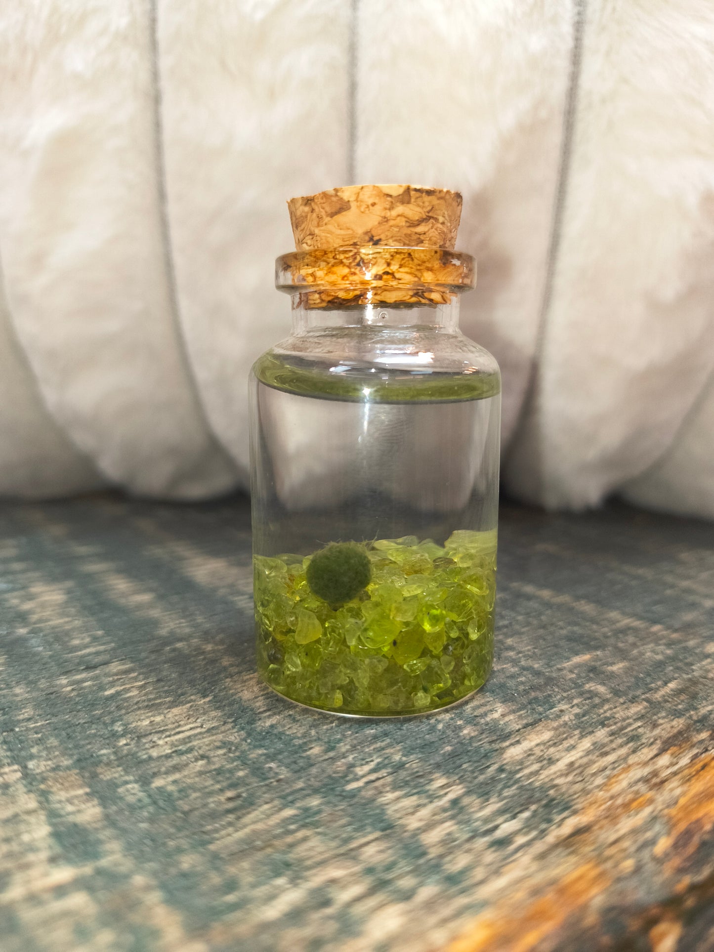 Moss Amigo- Nino