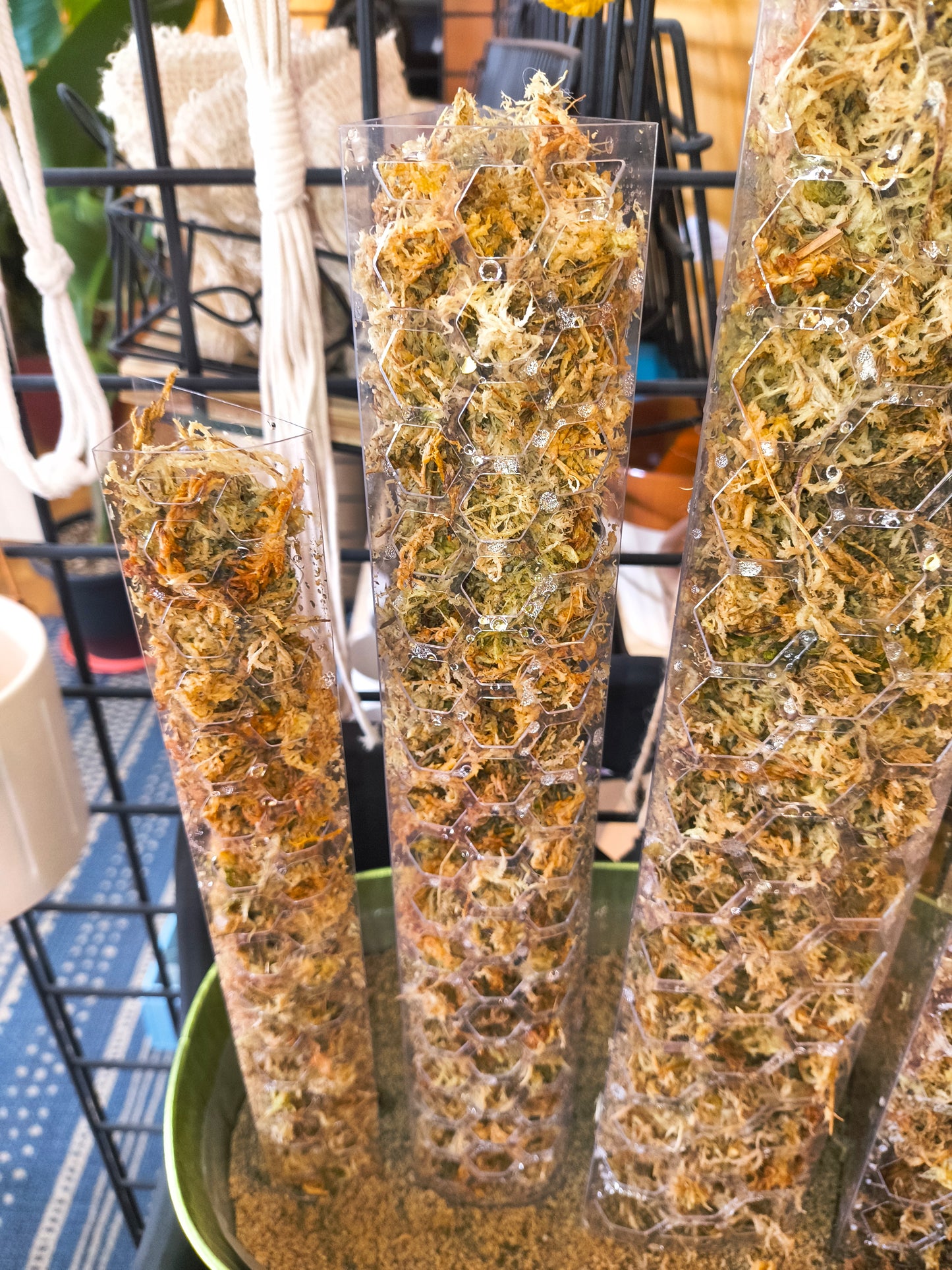 Moss Pole