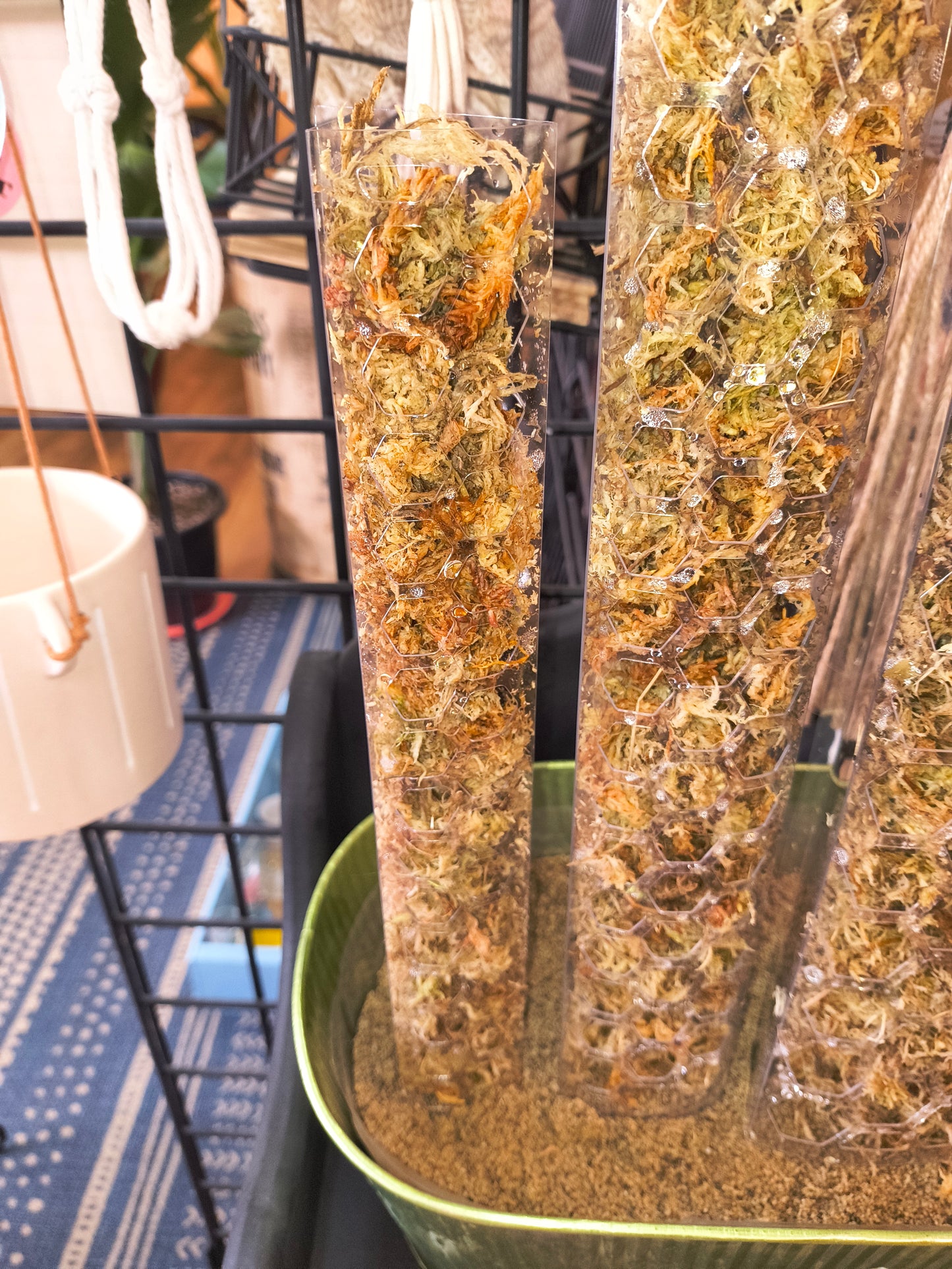Moss Pole