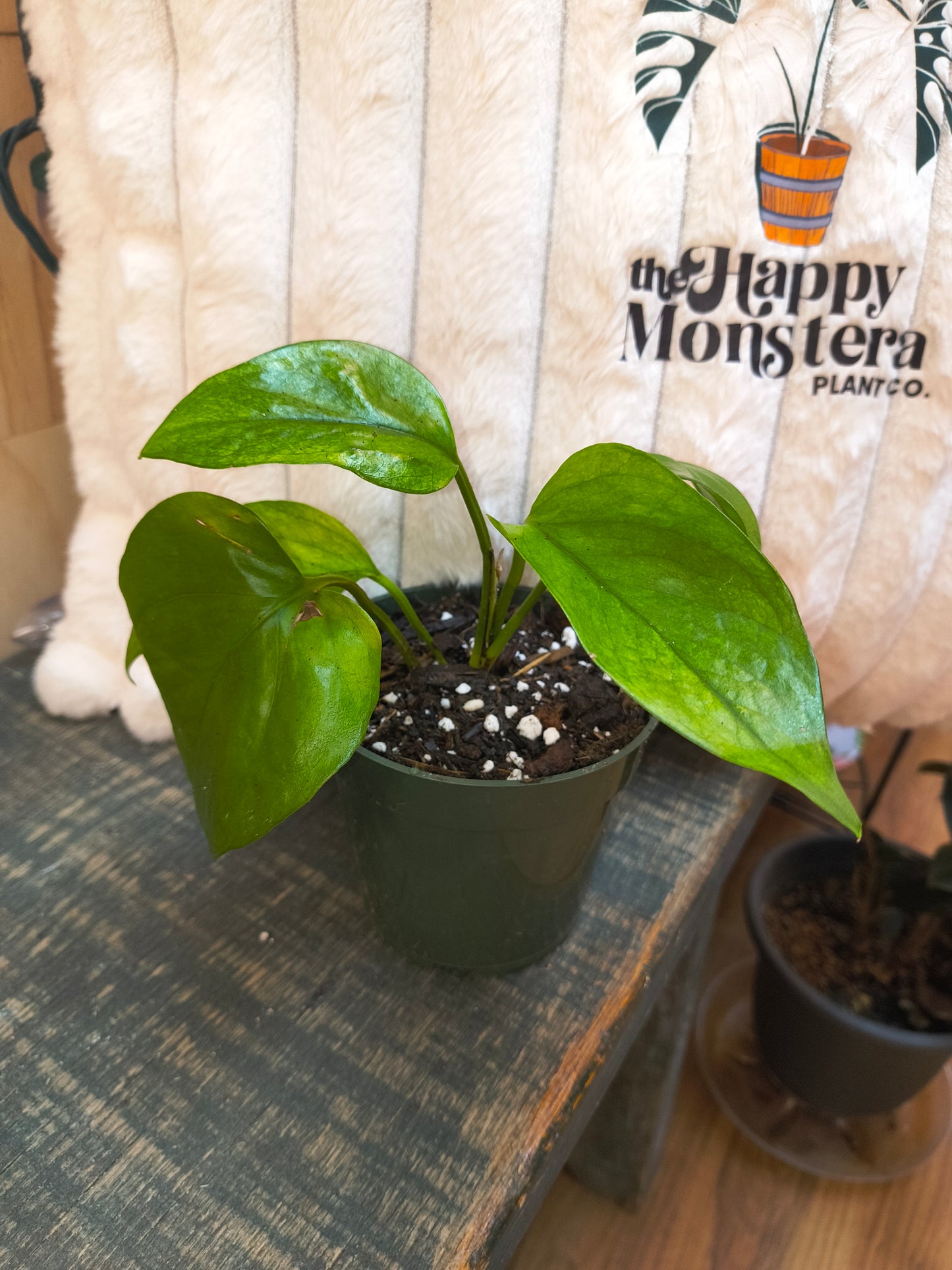 Jessenia Pothos