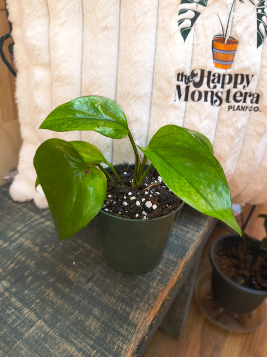 Jessenia Pothos