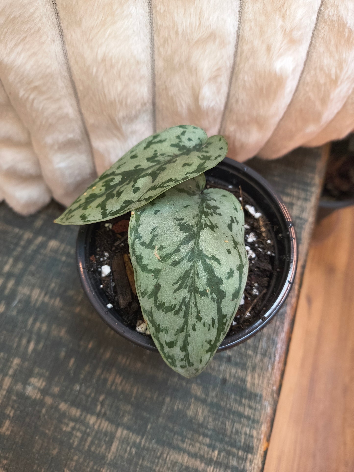 Scindapsus Pictus ‘Silver Lady’
