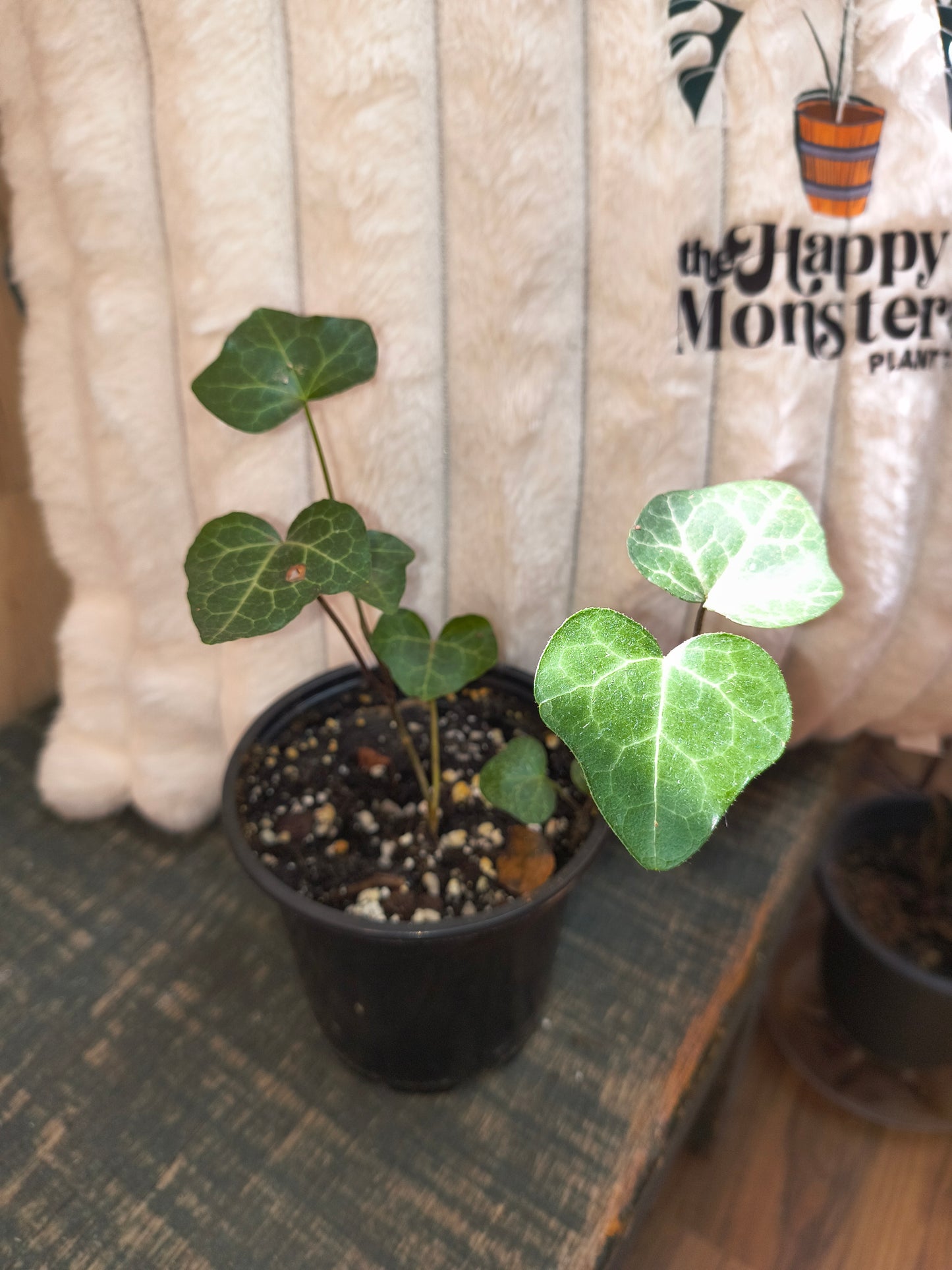 English Ivy