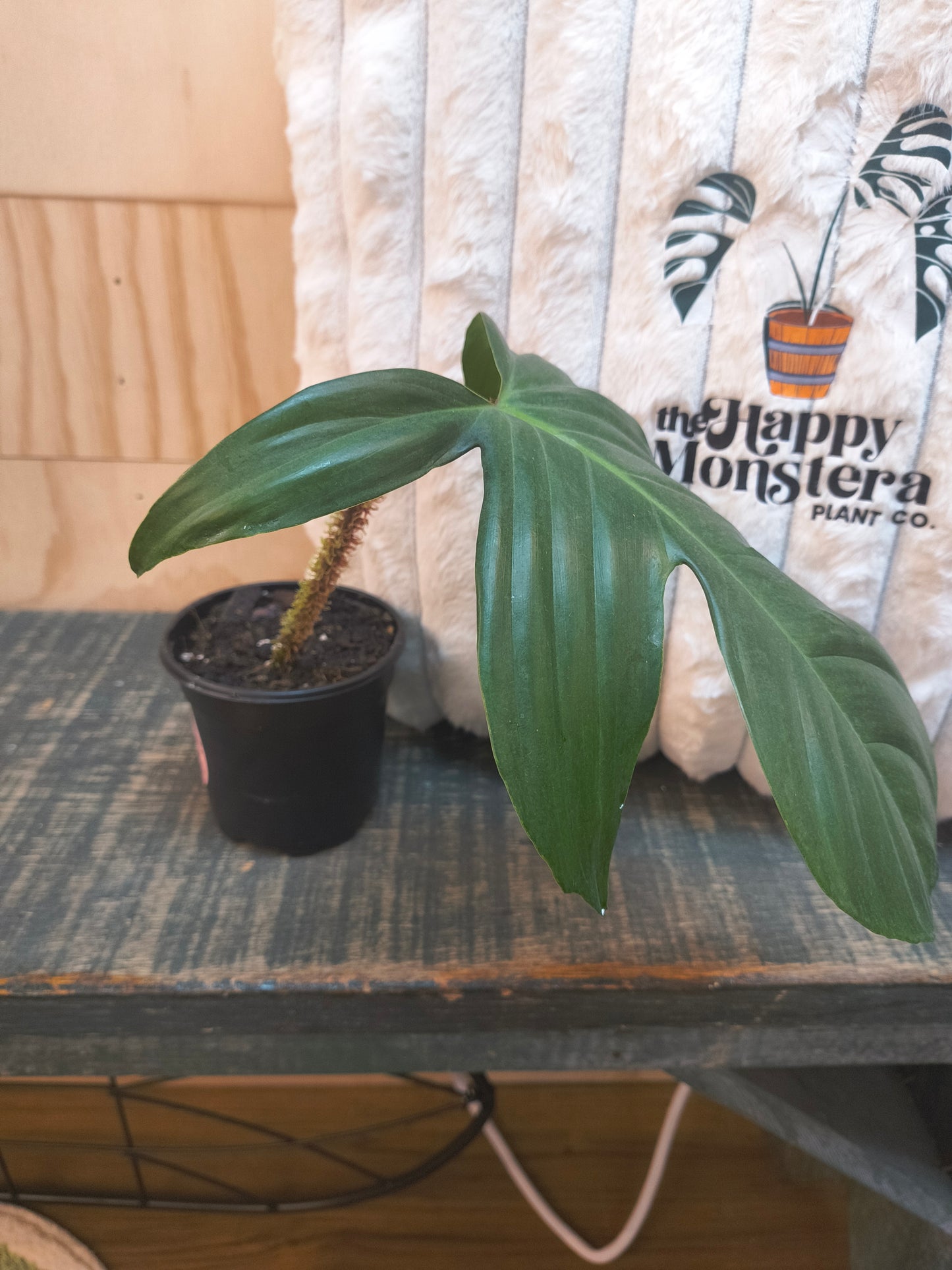 Philodendron Squamiferum (Red Bristle Philodendron)
