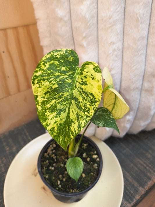 Monstera Mint
