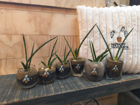 Sansevieria Torch Mikado