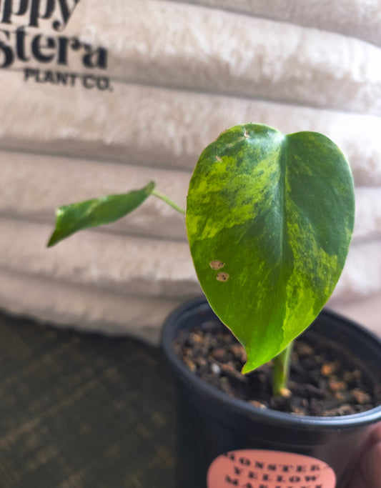 Monstera Yellow Marilyn