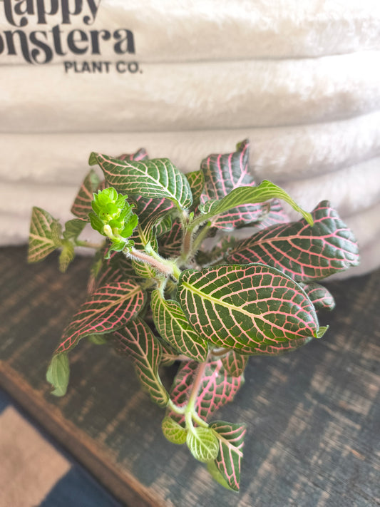 Pink Fittonia Nerve Plant