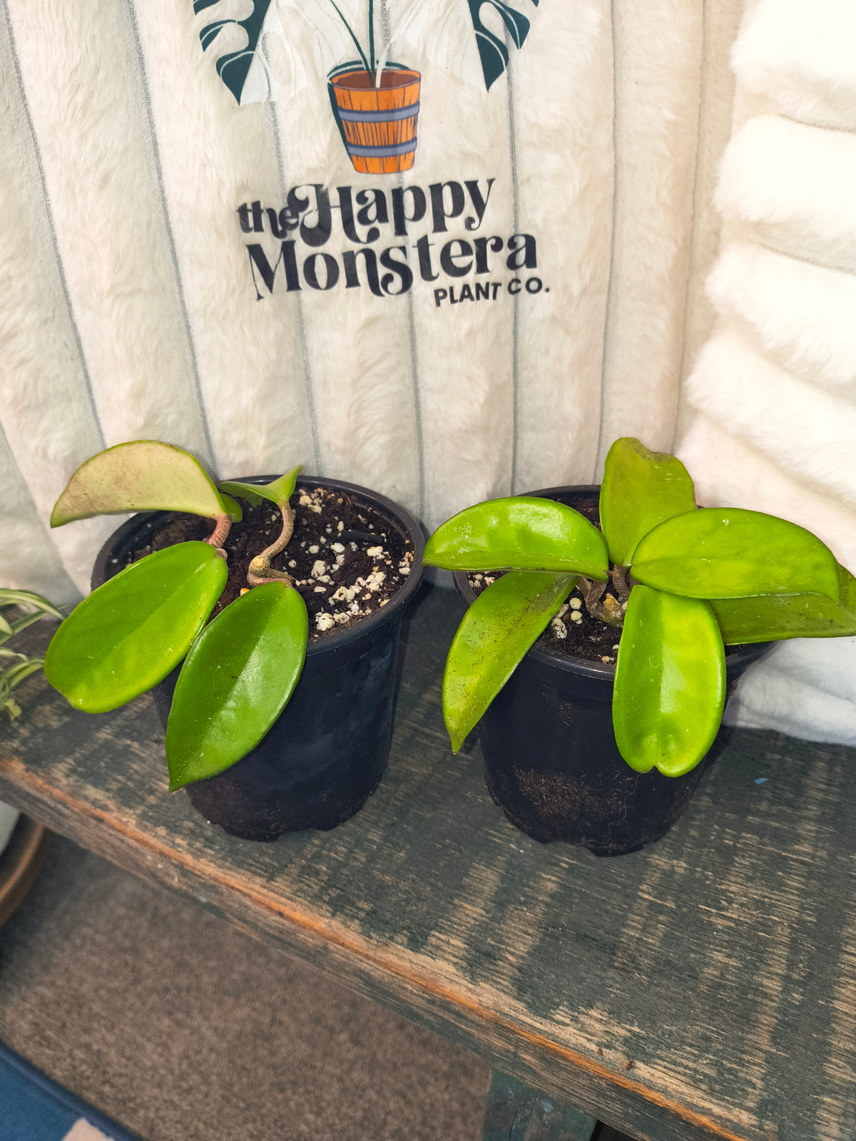 Hoya Carnosa