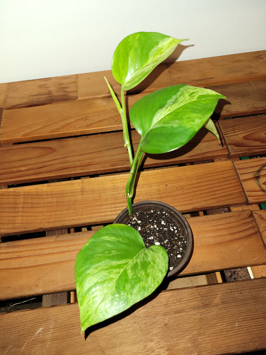 Marble queen Pothos