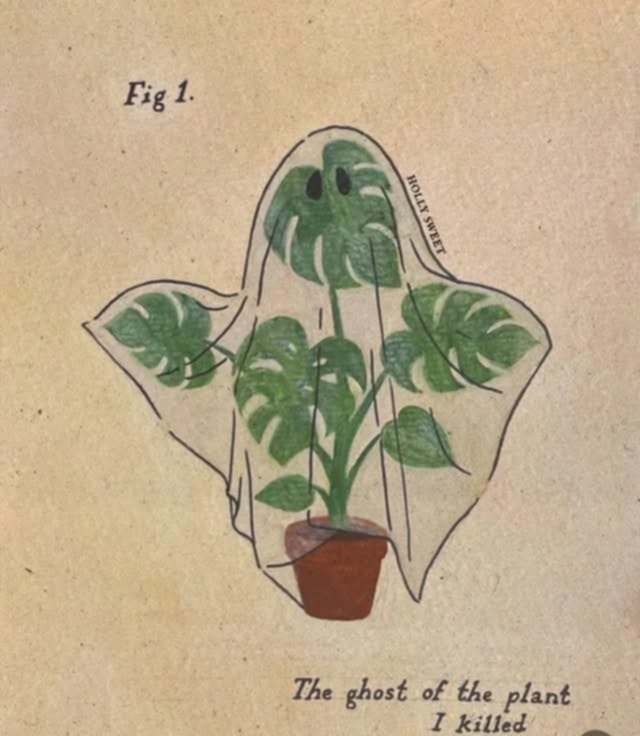 Ghost monstera