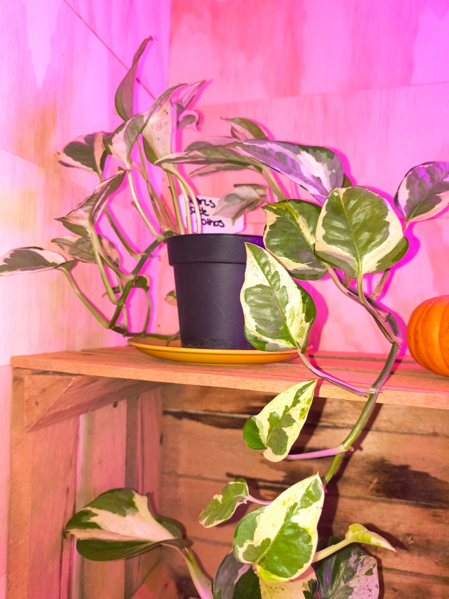 Pearls & Jade Pothos
