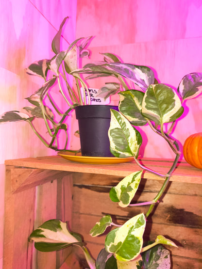 Pearls & Jade Pothos