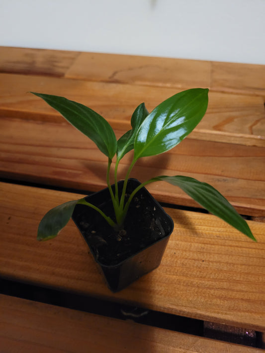 Peace Lily