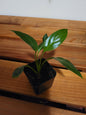 Peace Lily