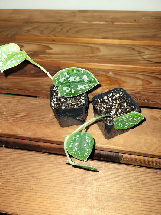 Satin Pothos