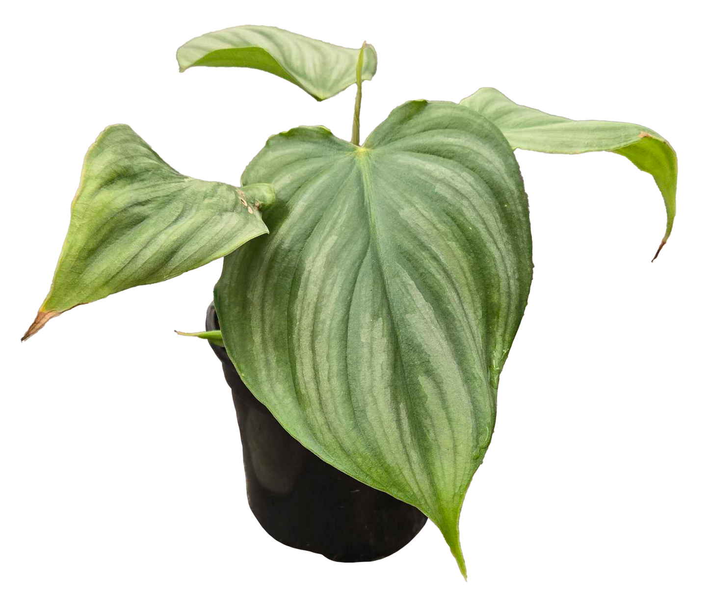 Philodendron Pastazanum x Plowmanii