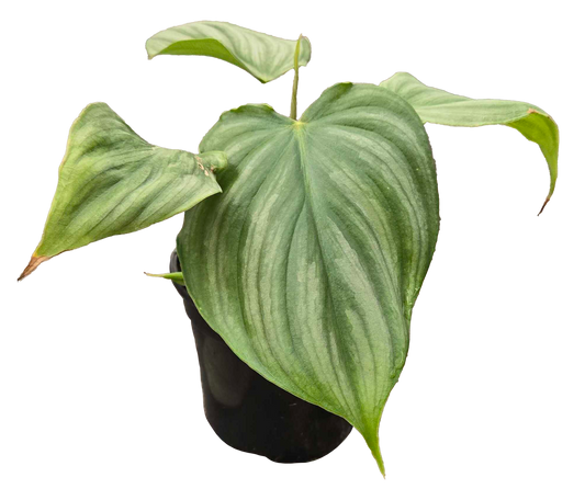 Philodendron Pastazanum x Plowmanii