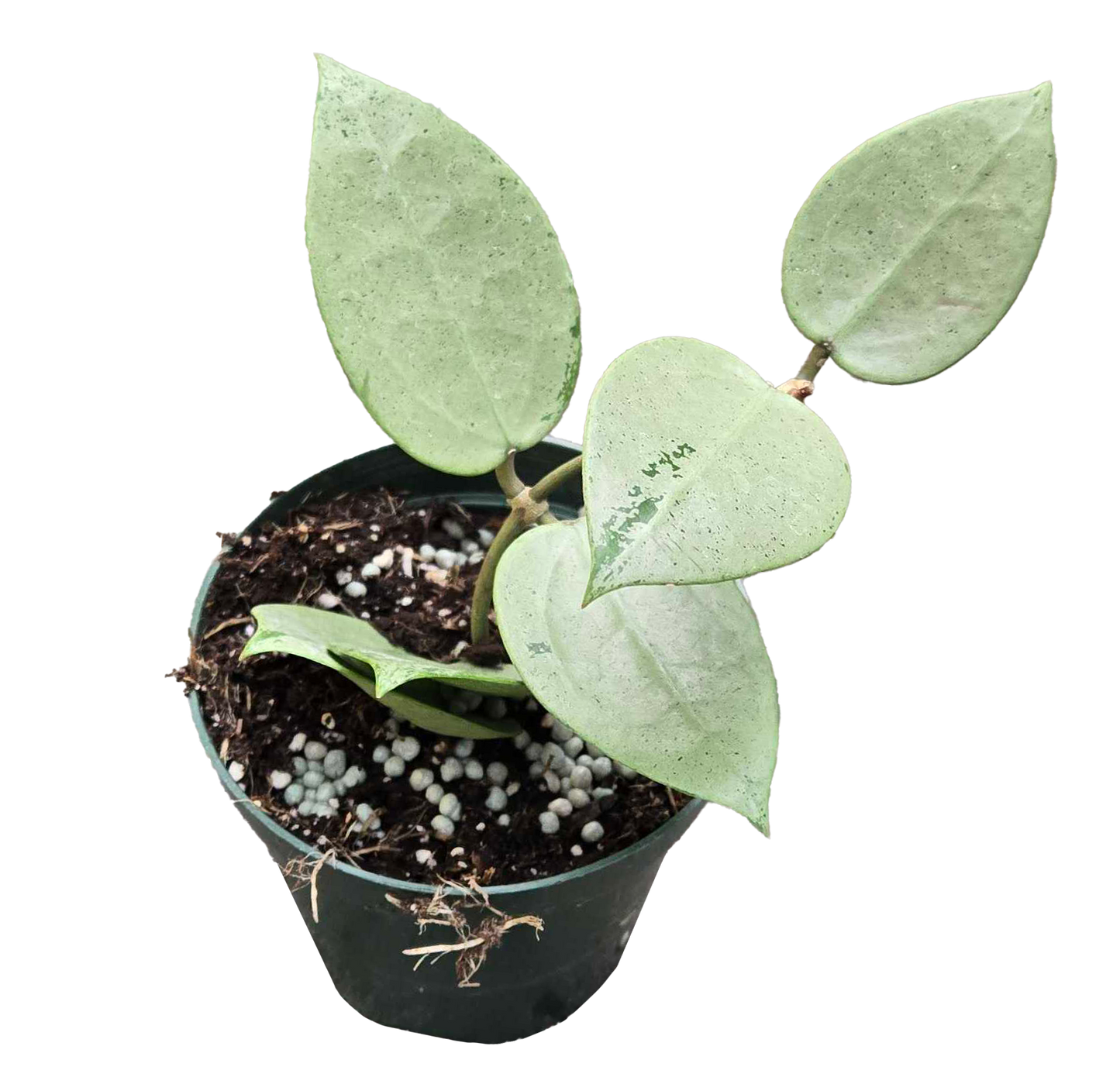 Hoya Heart Silver