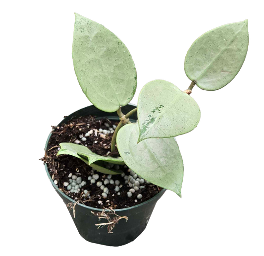 Hoya Heart Silver