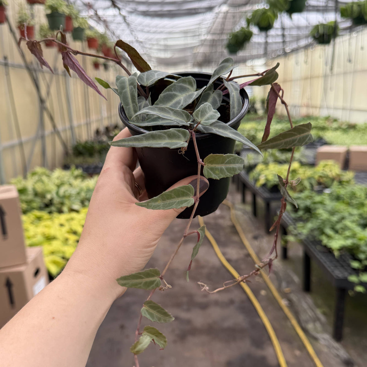 Jungle Vine - Cissus Amazonica