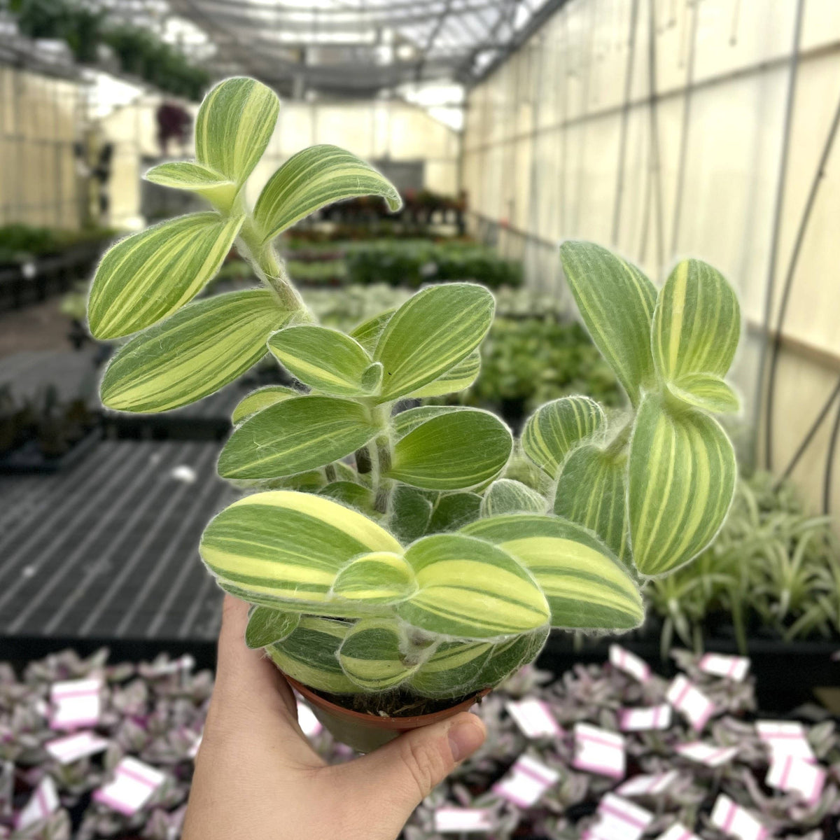 Tradescantia Fuzzy Velvet Stripe