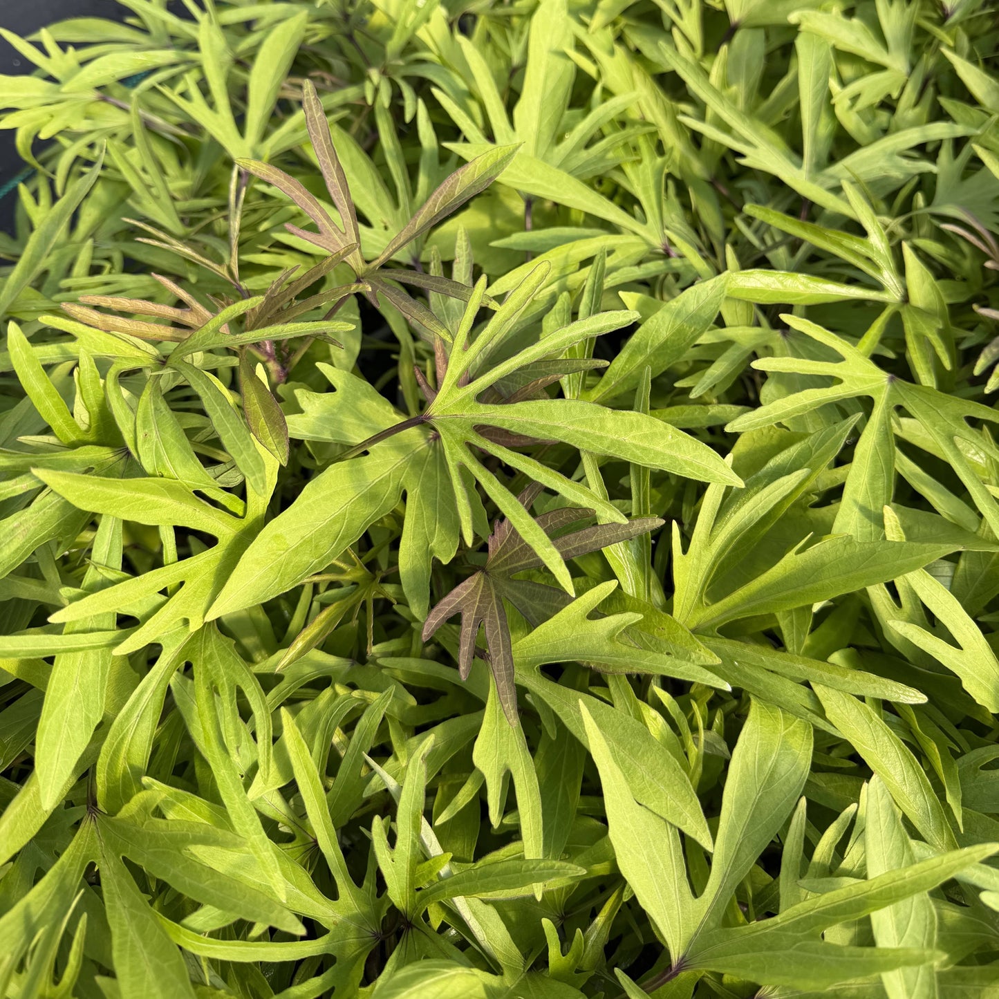 Medusa Lime Sweet Potato Vine