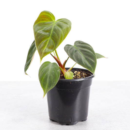 Philodendron El Choco Red