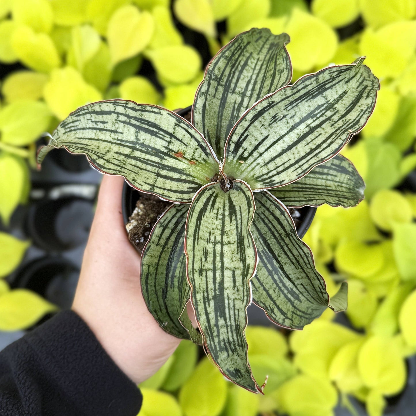 Cleopatra Snake Plant