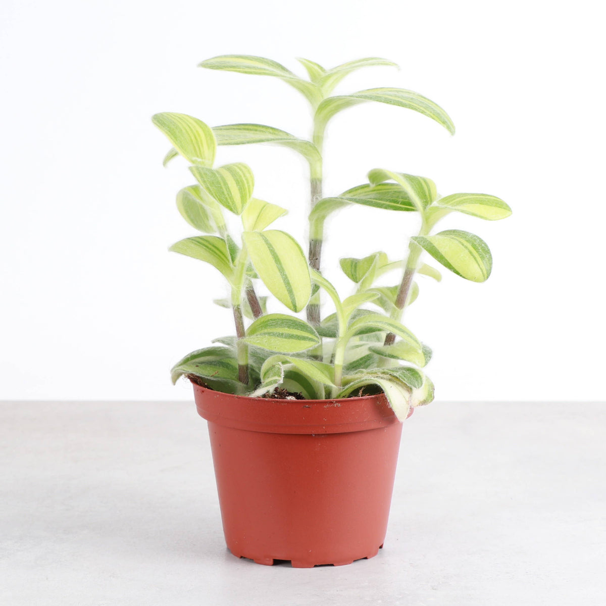 Tradescantia Fuzzy Velvet Stripe