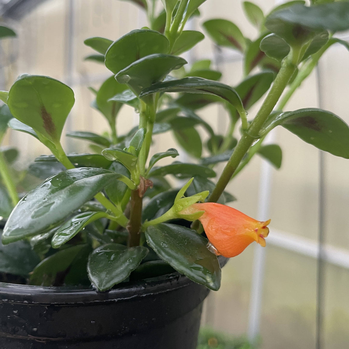 Goldfish Plant