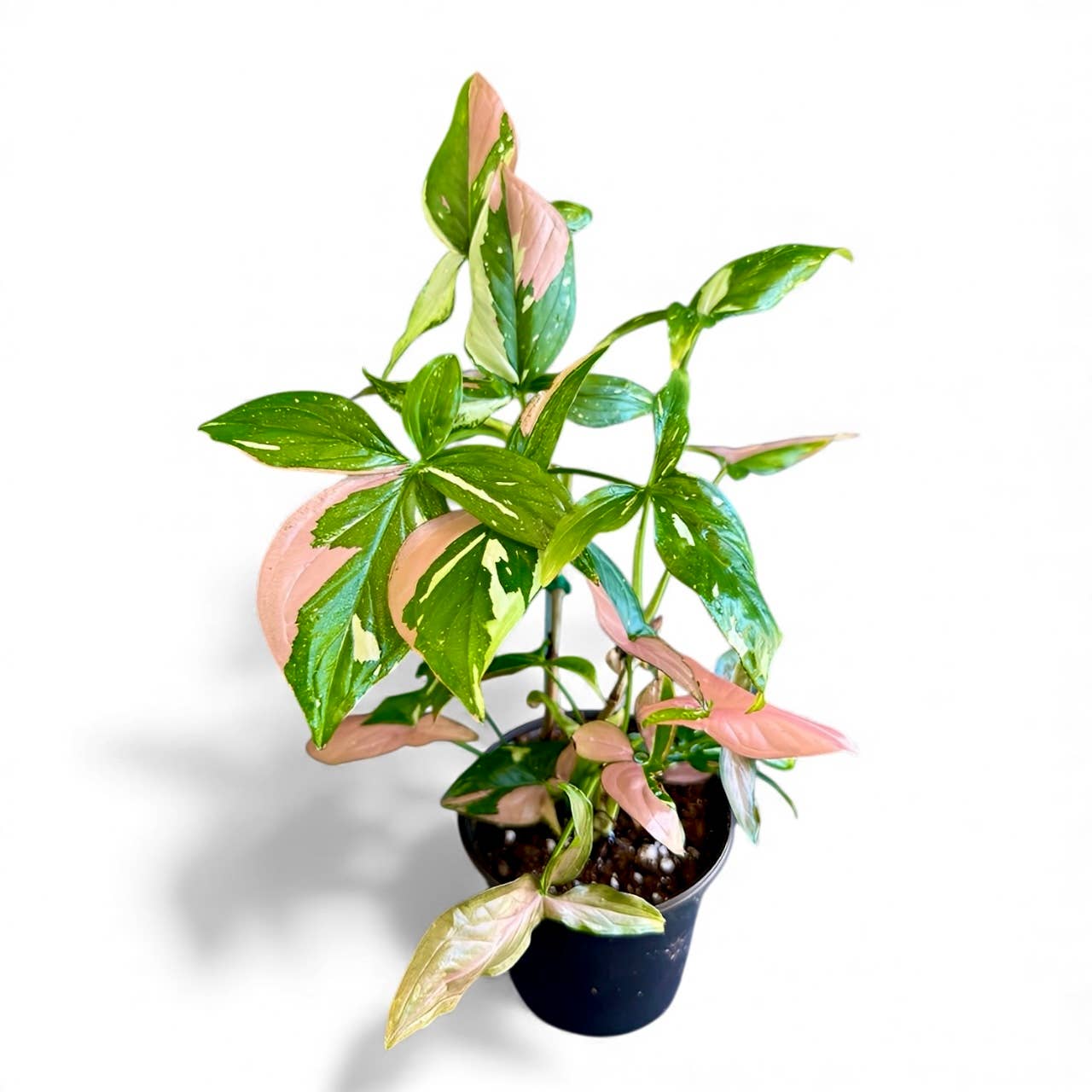 Rare Syngonium Tricolor