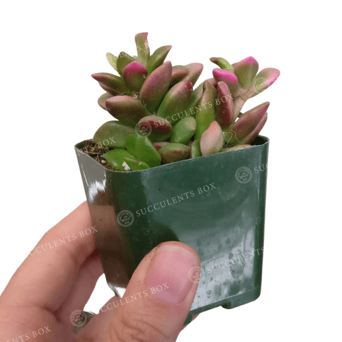 Anacampseros telephiastrum f. variegatum 'Sunrise'