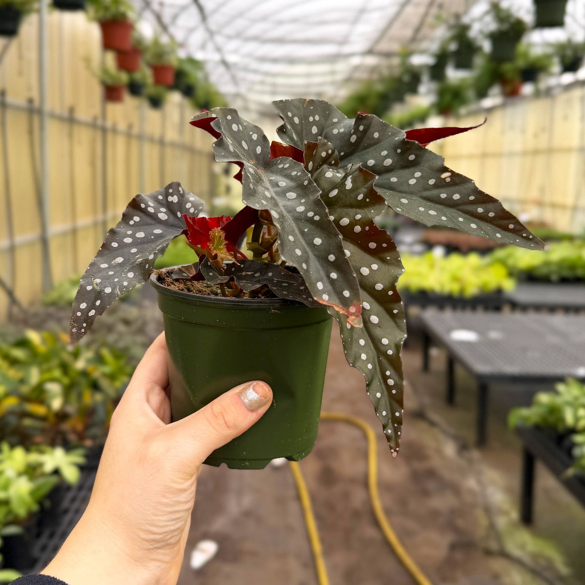 Begonia Maculata - Polka Dot Plant