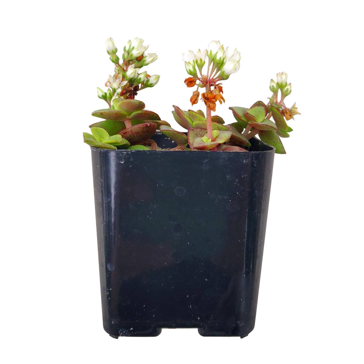 Calico Kitten Crassula pellucida f. variegata