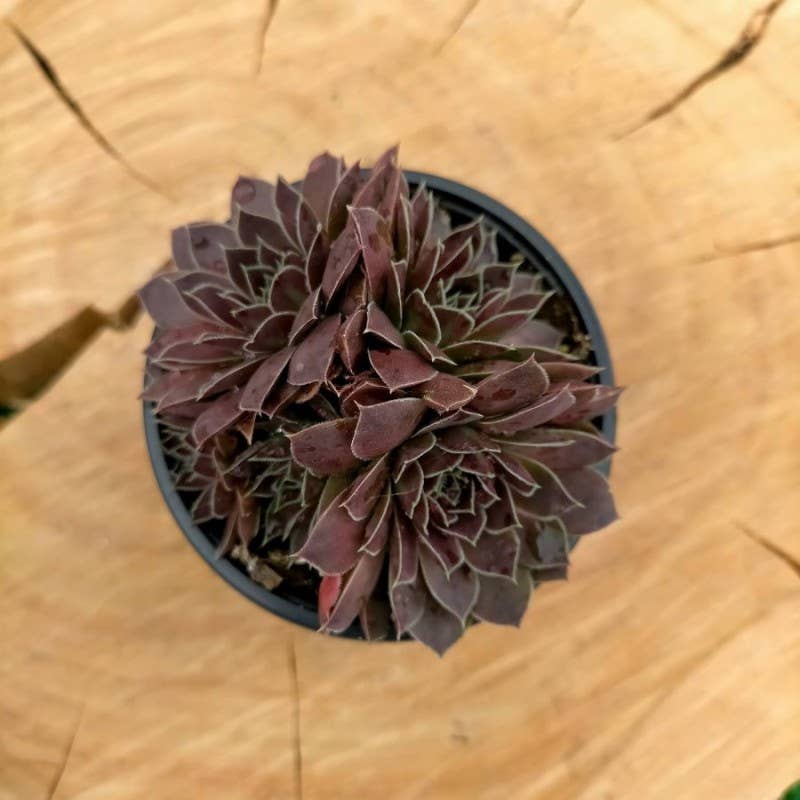 Sempervivum heuffelii 'Mystique'