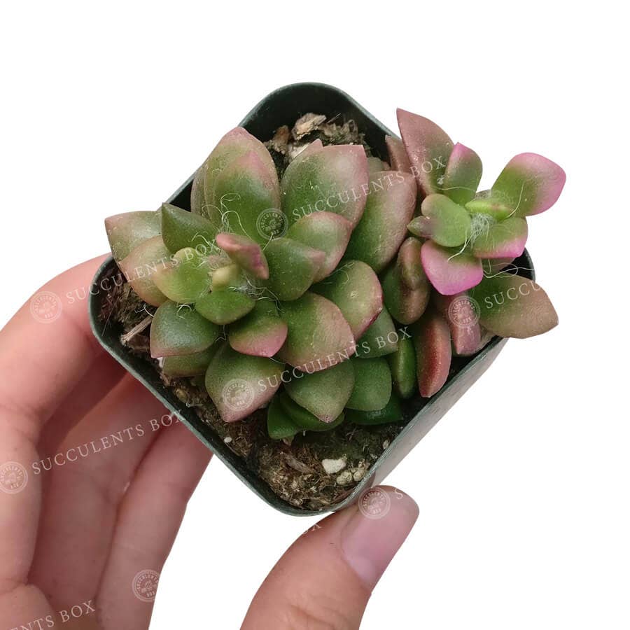 Anacampseros telephiastrum f. variegatum 'Sunrise'